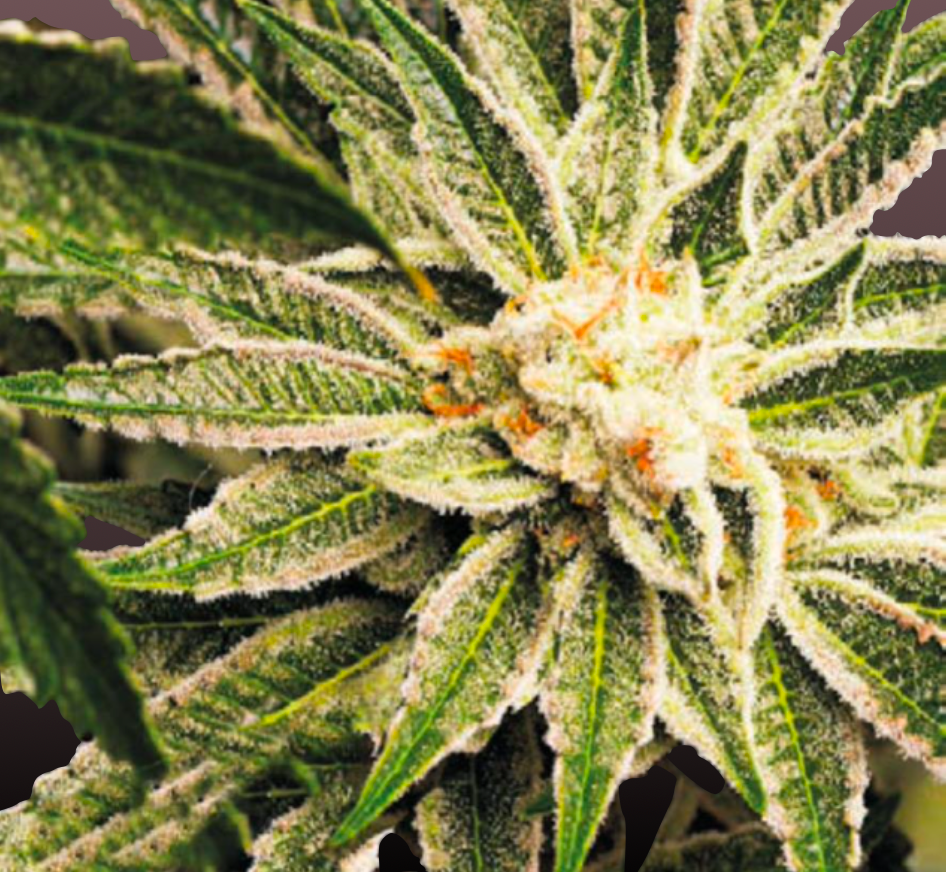 AK-47 Cannabis Samen Automatic - Genetik: AK 47 x AK Auto x Ruderalis