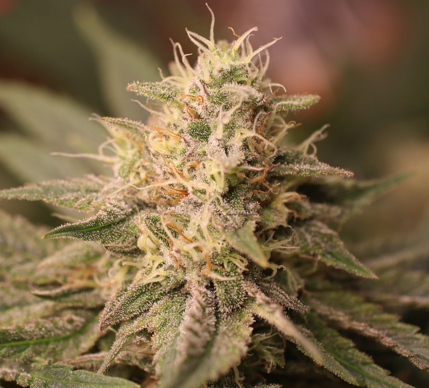 Amnesia Lemon Cannabis Samen Automatic - Genetik: Haze x Haze x Lemon Skunk x Ruderalis