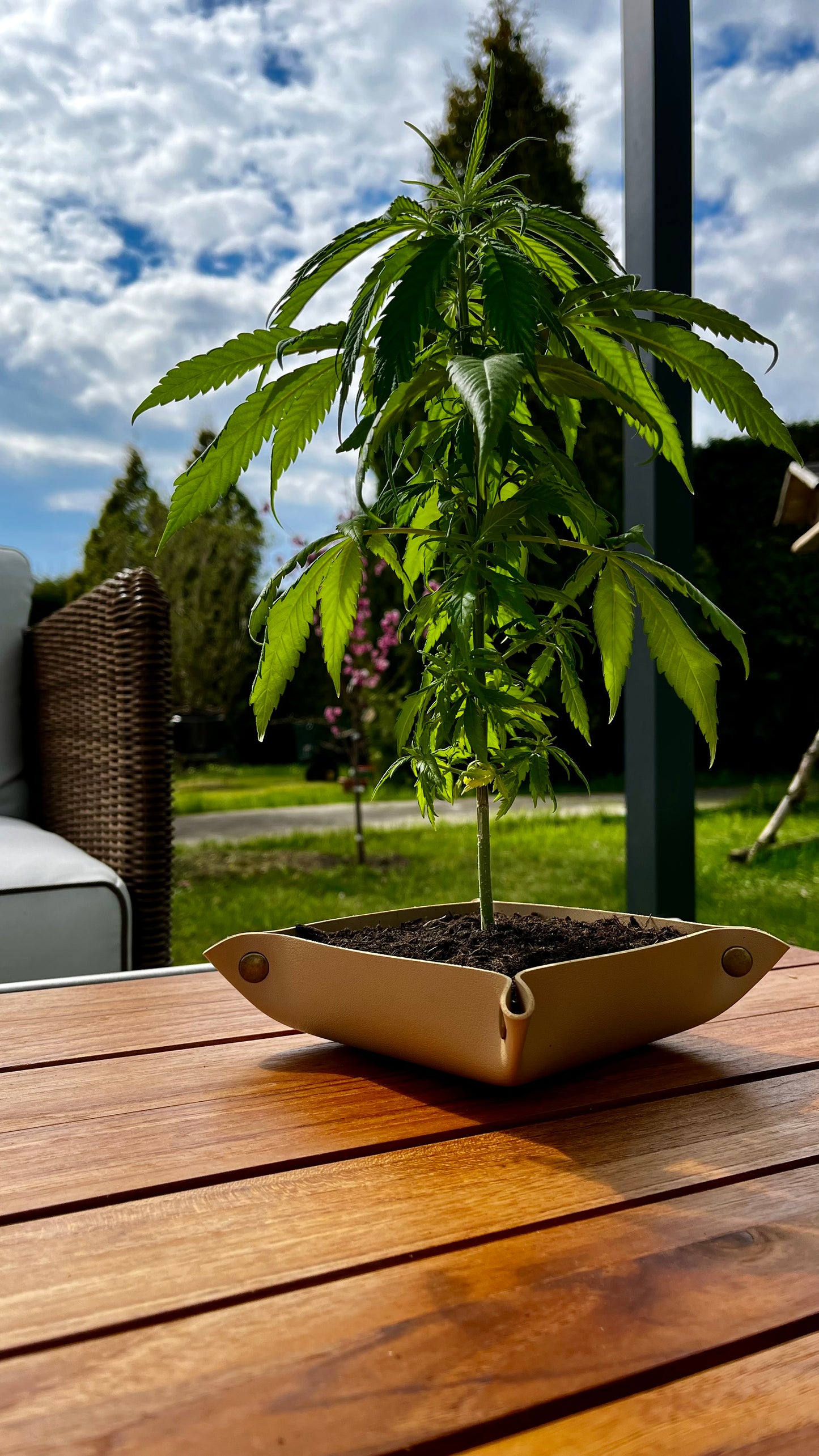 Mischschale, Bonsai Topf kostenlos ab 35,00 € Bestellwert