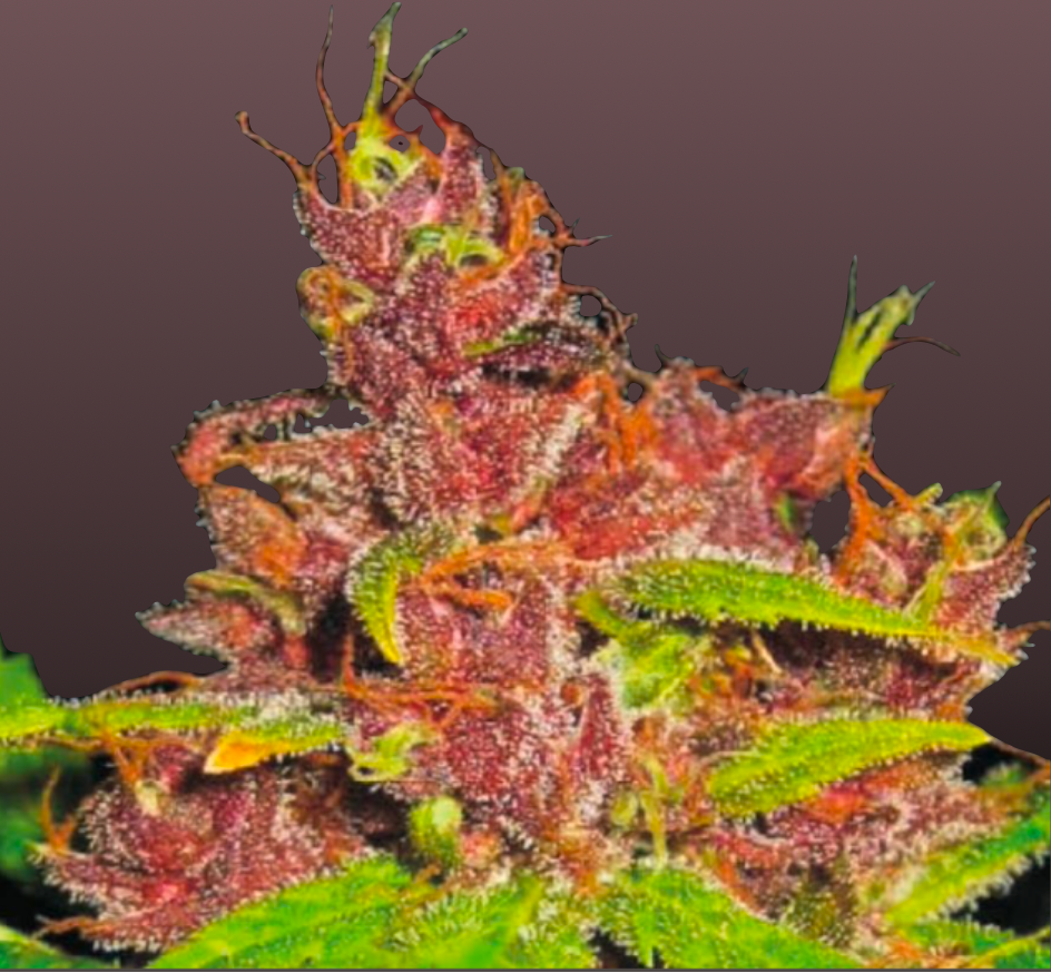 Mazar Cannabis Samen Automatic - Genetik: Mazar x Mazar x Ruderalis