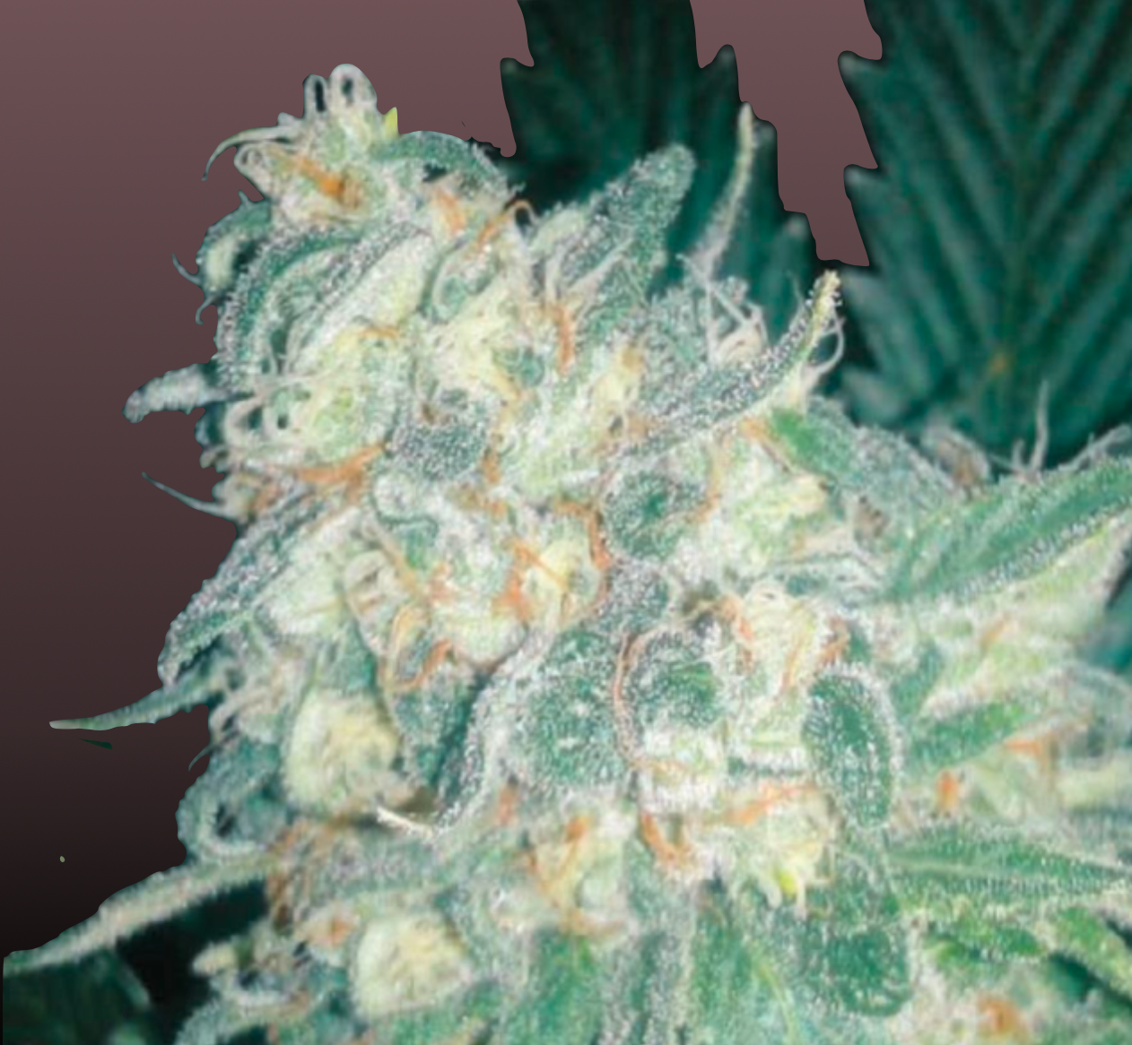 OG Kush Cannabis Samen - Genetik: Chemdawg x Lemon Thai x Afghan