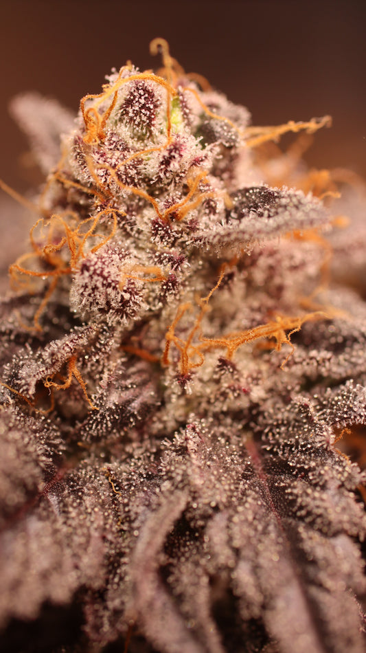 Trichome Erntezeitpunkt bestimmen. Wann Cannabis ernten? - glasig, milchig oder bernstein, Lupe und Bilder schaffen Klarheit - Tipps & Erfahrung