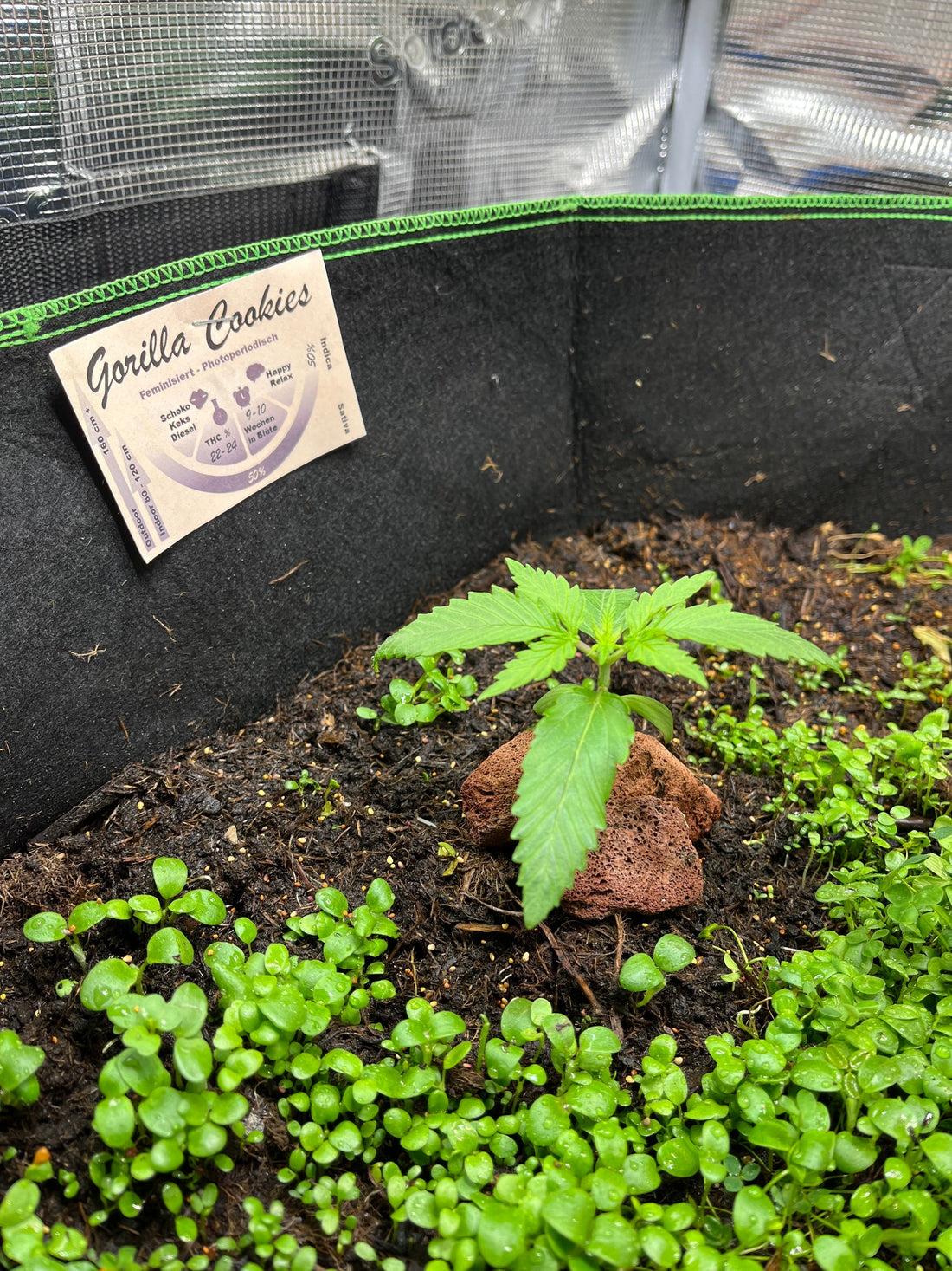 Cannabis Anbau mit Klee, der natürliche Dünger und Stickstoff-Booster? Tipps & Erfahrung