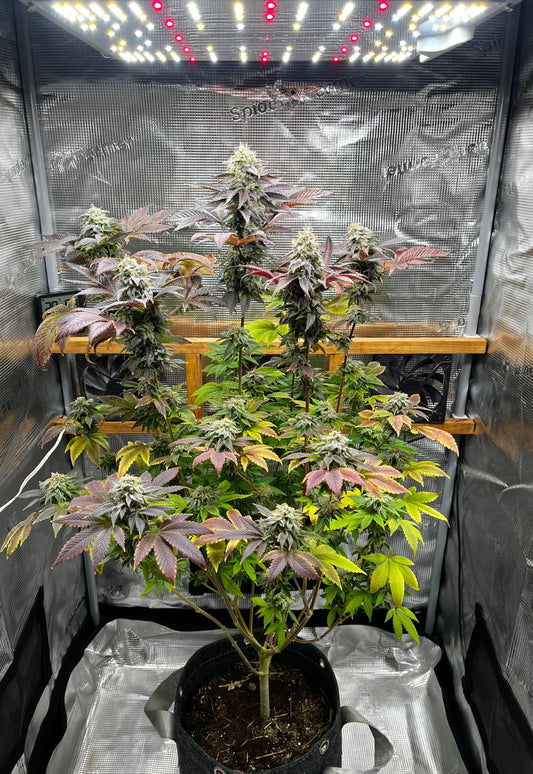 Cannabis/Hanf HST und LST Training. Blog-Beitrag mit Bildern, Tipps, Erfahrungen und Schnitttechnik
