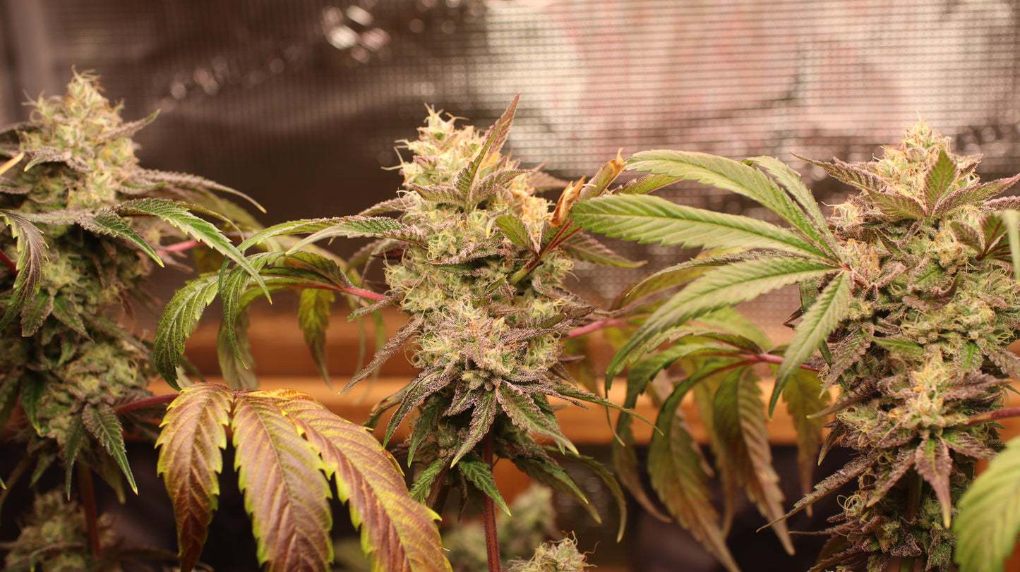 Banana Kush Cannabis Samen - Genetik: Ghost OG x Skunk Haze