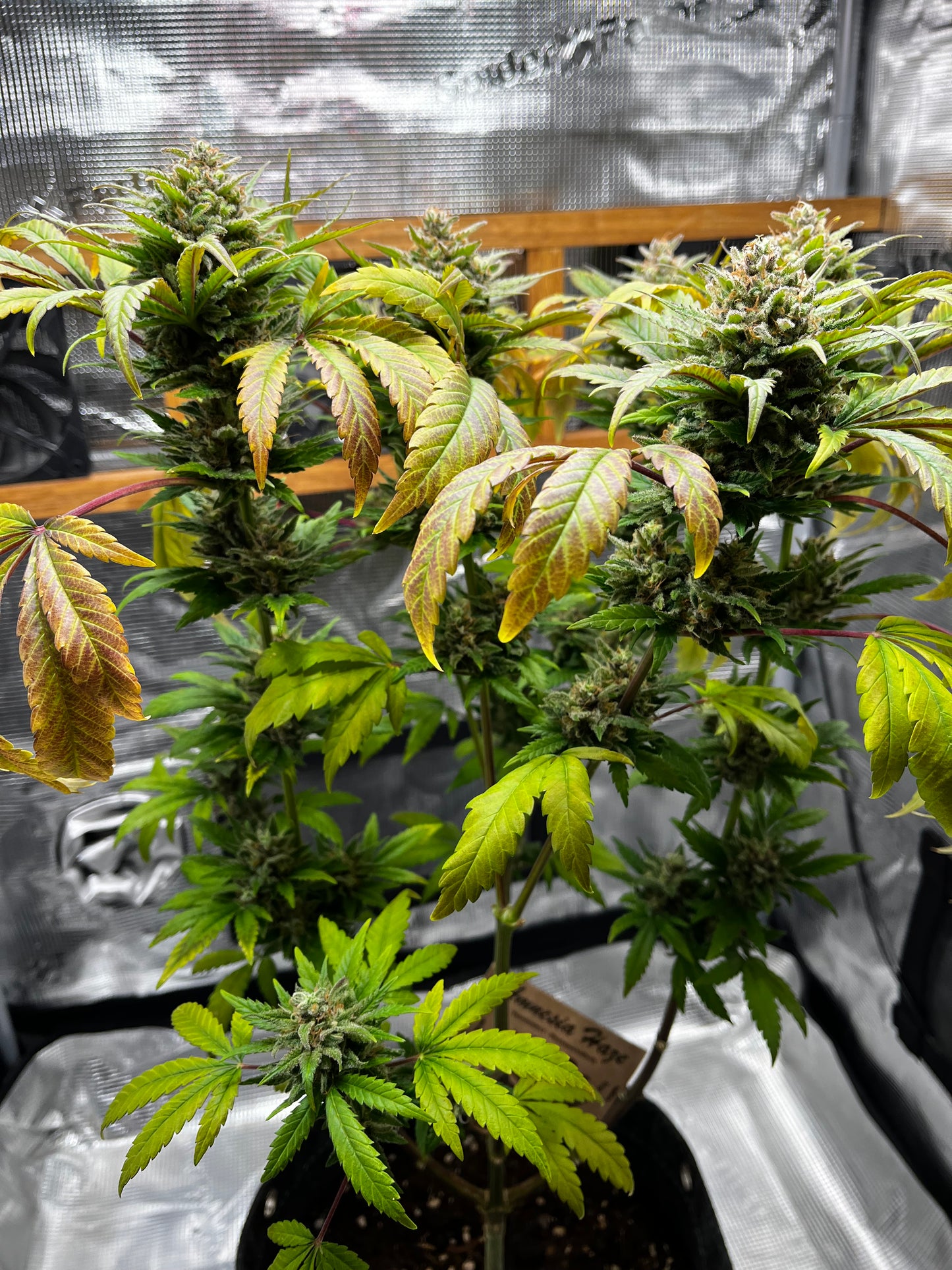 Amnesia Haze Cannabis Samen