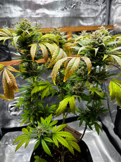 Amnesia Haze Cannabis Samen