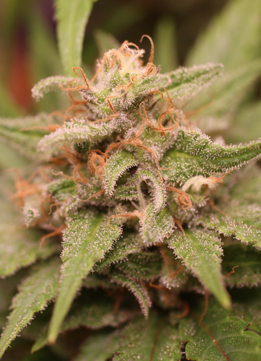 Amnesia Lemon Cannabis Samen Automatic - Genetik: Haze x Haze x Lemon Skunk x Ruderalis