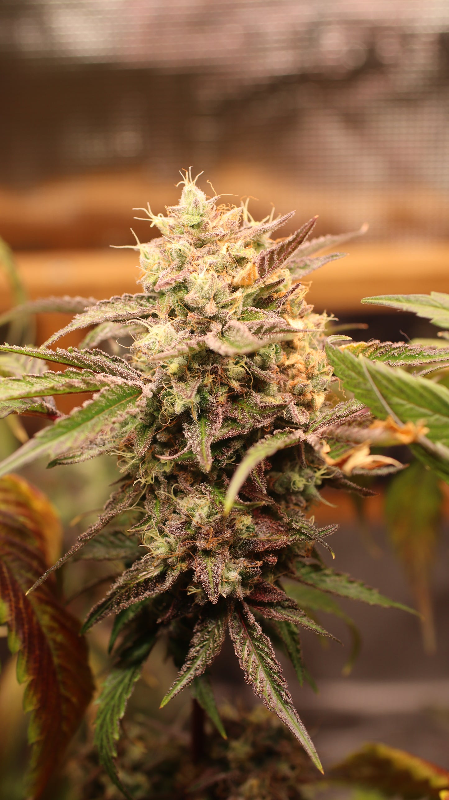 Banana Kush Cannabis Samen - Genetik: Ghost OG x Skunk Haze