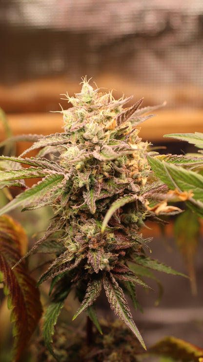 Banana Kush Cannabis Samen - Genetik: Ghost OG x Skunk Haze