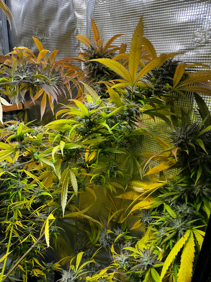 Northern Bud Cannabis Samen Automatic - Genetik: Northern Lights x Big Bud x Ruderalis