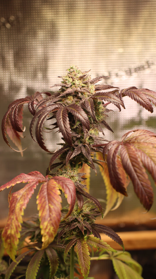 Zkittlez Cannabis Samen - Genetik: Grape Ape x Grape Fruit x Secret Strain