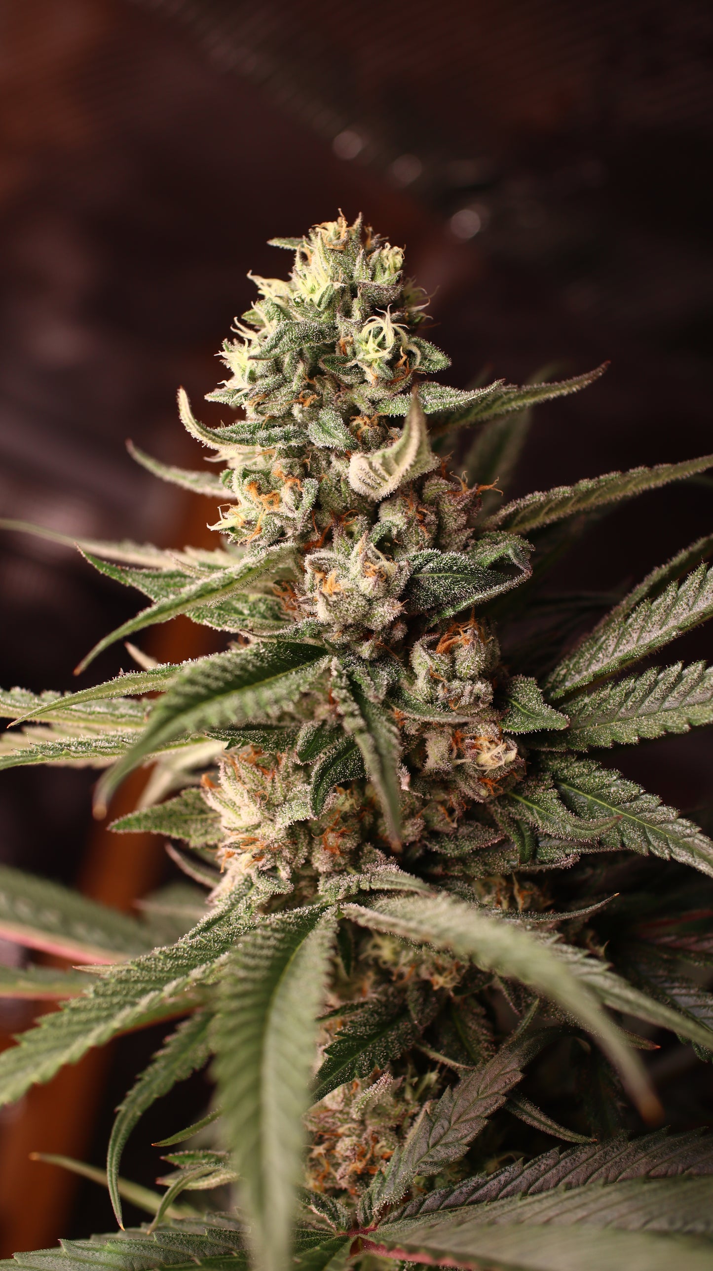 Gorilla Cookies Cannabis Samen - Genetik: Gorilla Glue x Girl Scout Cookies x Gorilla Glue