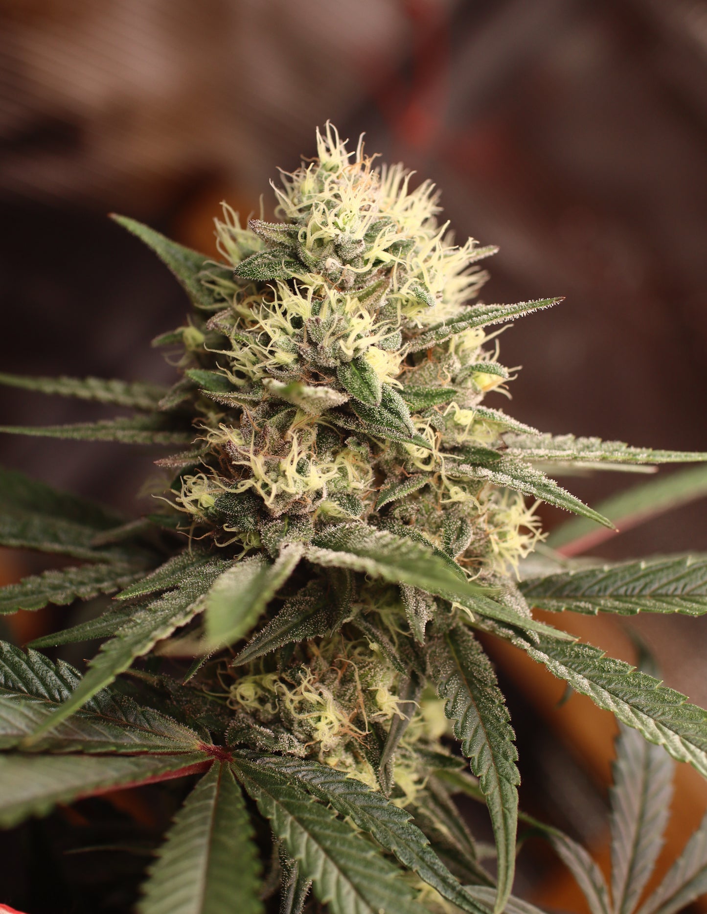 Gelato Cannabis Samen - Genetik: Sunset Sherbert x the Mint GCS x Girl Scout Cookies