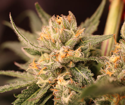 Gorilla Cookies Cannabis Samen - Genetik: Gorilla Glue x Girl Scout Cookies x Gorilla Glue