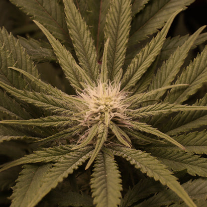 Amnesia Haze Cannabis Samen