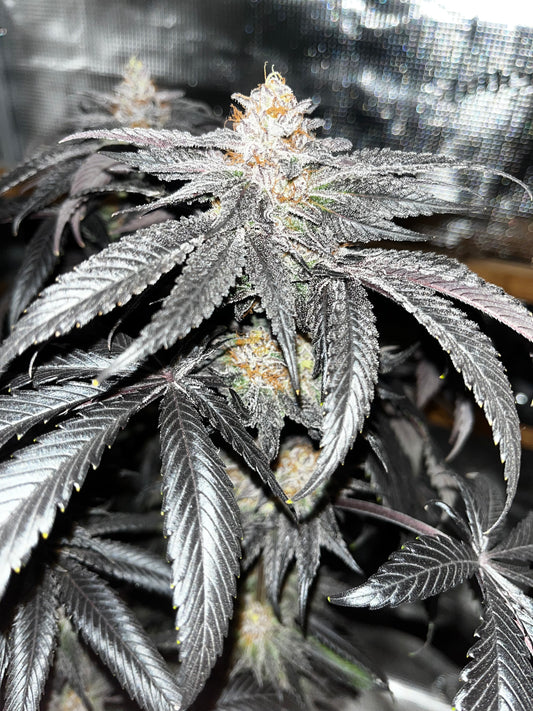 OG Kush Cannabis Samen - Genetik: Chemdawg x Lemon Thai x Afghan