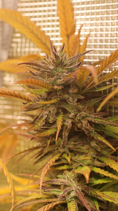 Northern Bud Cannabis Samen Automatic - Genetik: Northern Lights x Big Bud x Ruderalis