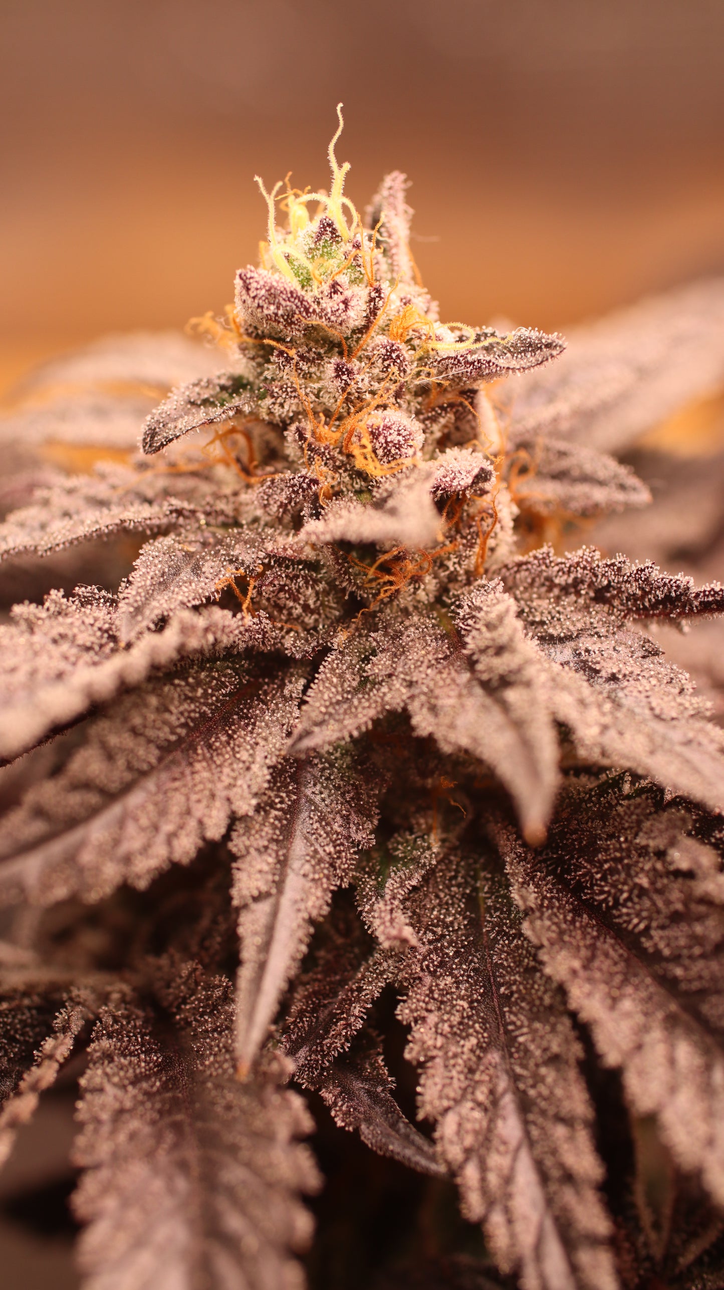 OG Kush Cannabis Samen - Genetik: Chemdawg x Lemon Thai x Afghan