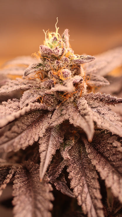 OG Kush Cannabis Samen - Genetik: Chemdawg x Lemon Thai x Afghan