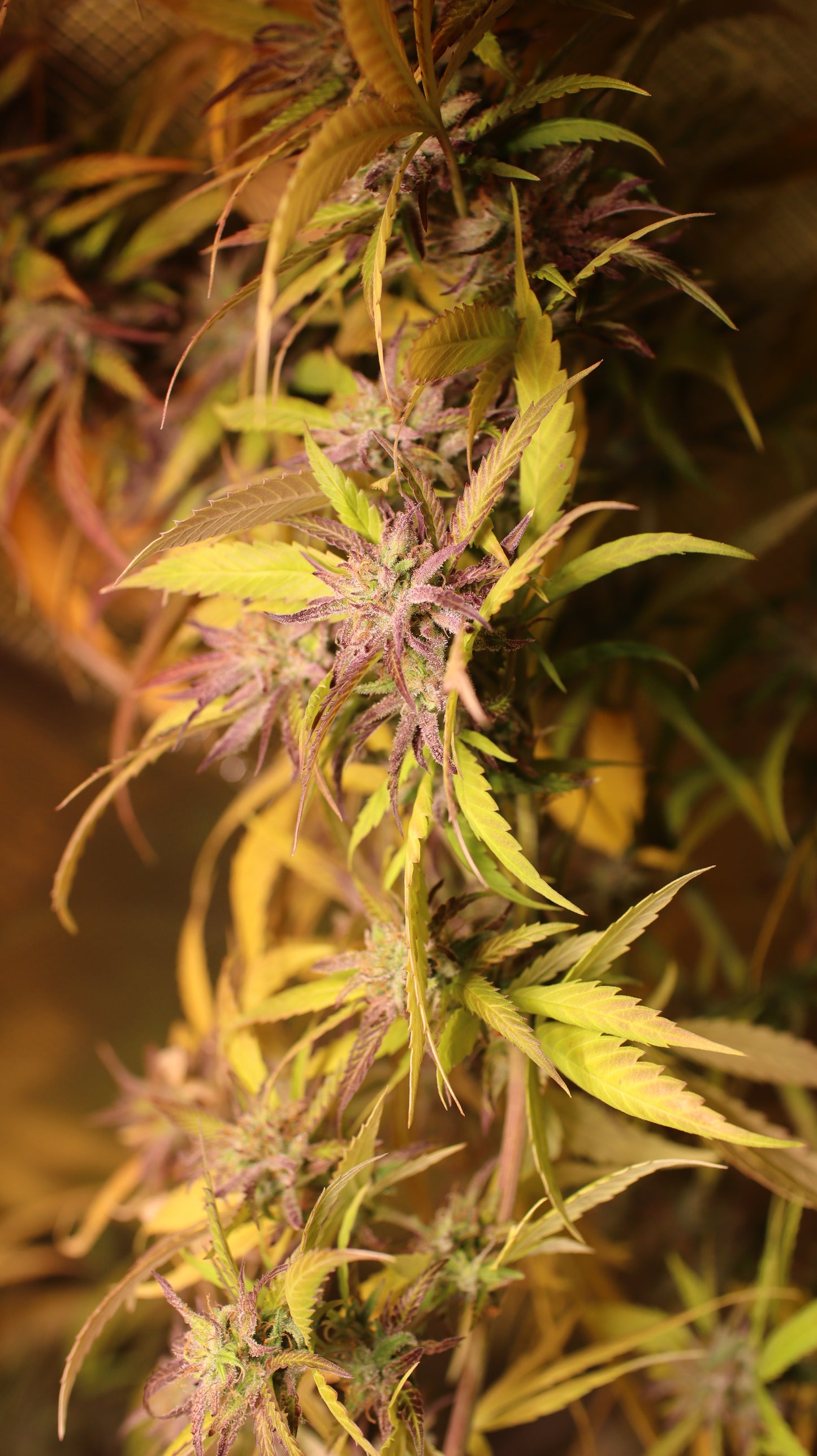 Northern Bud Cannabis Samen Automatic - Genetik: Northern Lights x Big Bud x Ruderalis