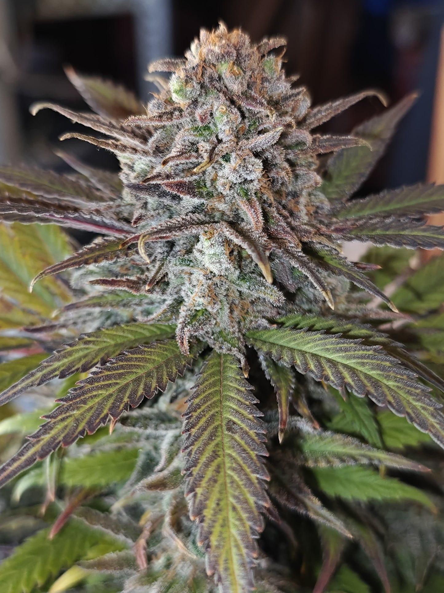 Black Lemon Cannabis Samen - Genetik: Black Domina x Lemon Haze