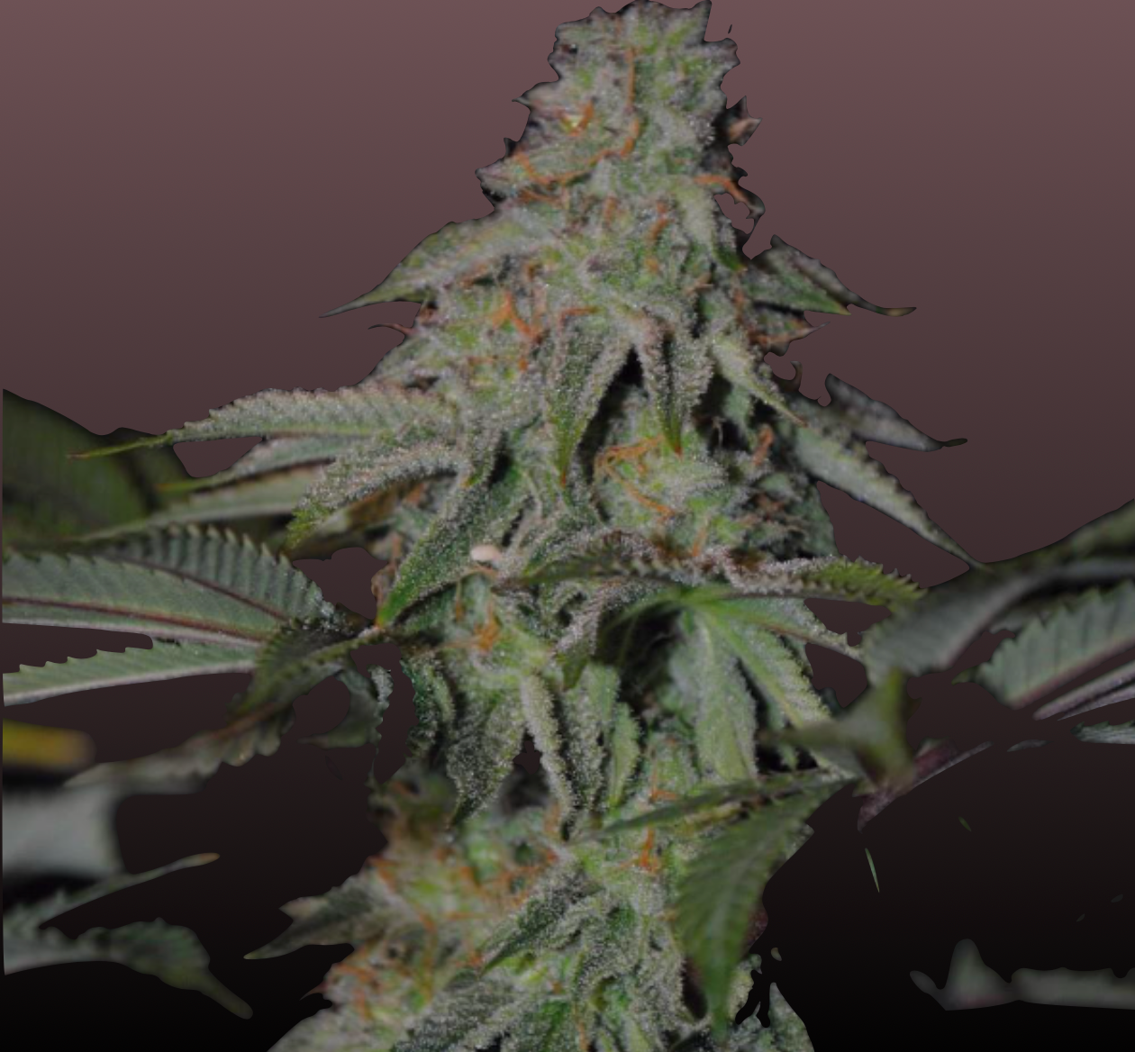Banana Kush Cannabis Samen - Genetik: Ghost OG x Skunk Haze