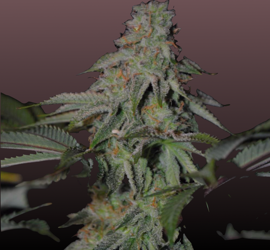 Banana Kush Cannabis Samen - Genetik: Ghost OG x Skunk Haze