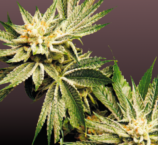Bilberry (Blueberry) Cannabis Samen Automatic - Genetik: Bilberry x Ruderalis x Auto Bilberry
