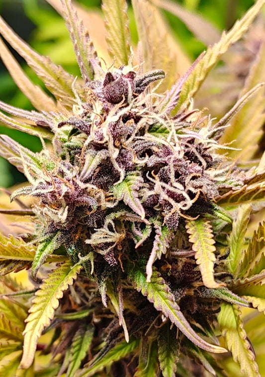 Northern Bud Cannabis Samen Automatic - Genetik: Northern Lights x Big Bud x Ruderalis