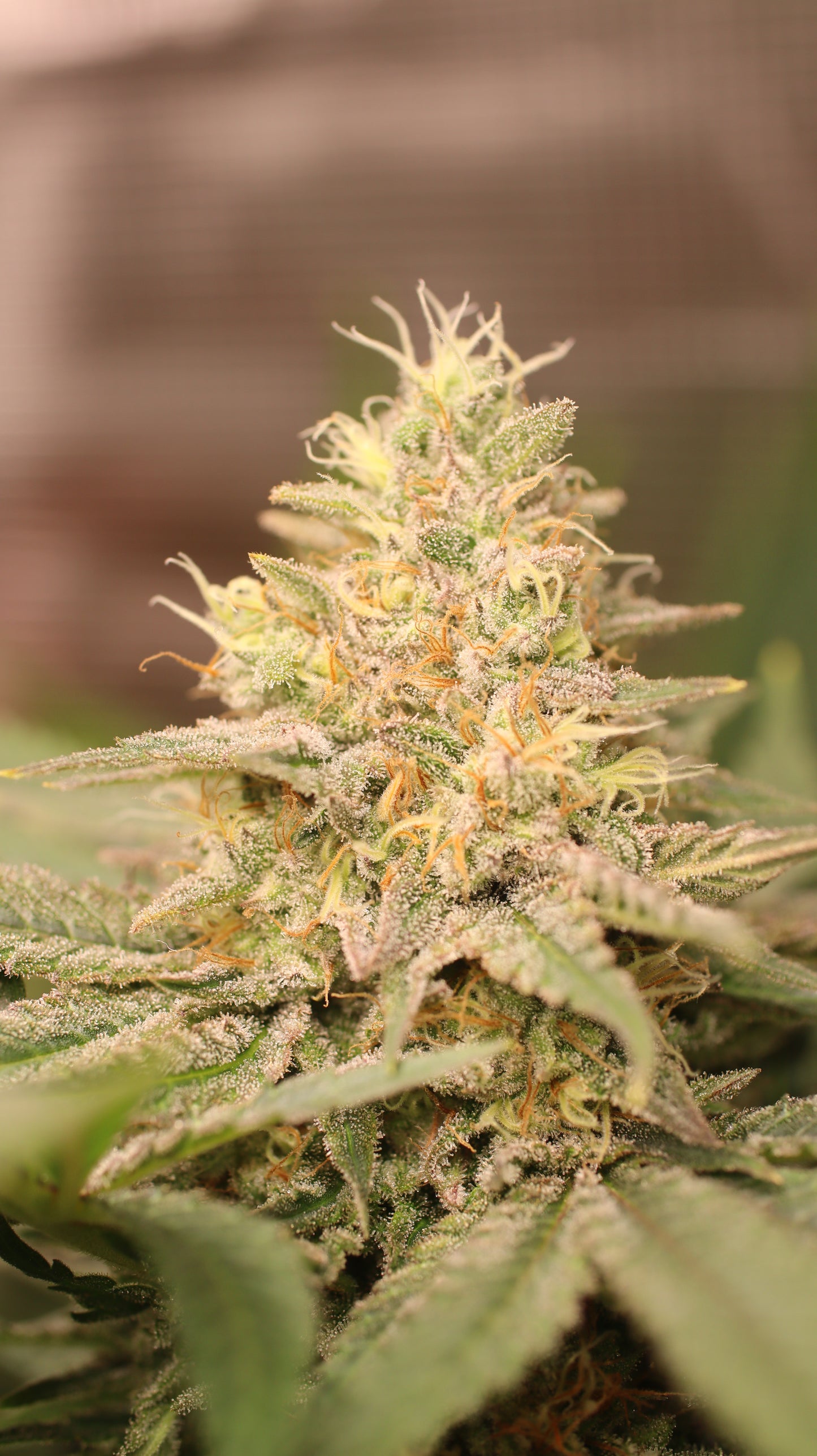 Amnesia Haze Cannabis Samen