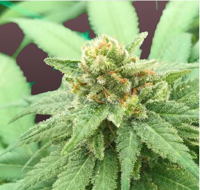 CBD Cannabis Samen FROSTV2 - Genetik: Sour TsunamiF4