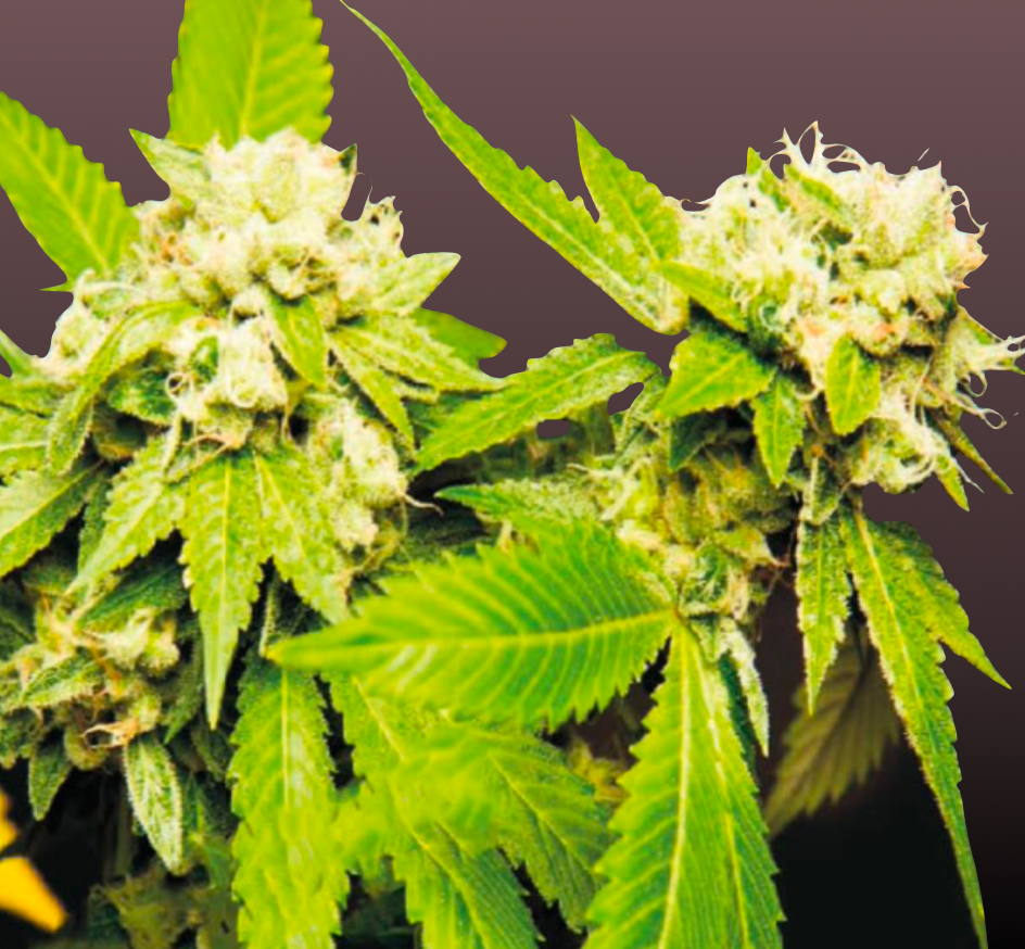 Caramel Cannabis Samen Automatic - Genetik: Caramel x Cream Caramel x Ruderalis