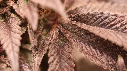 OG Kush Cannabis Samen - Genetik: Chemdawg x Lemon Thai x Afghan