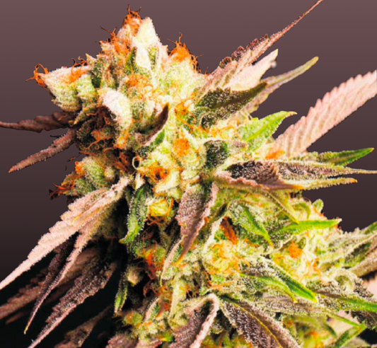 Gelato Cannabis Samen - Genetik: Sunset Sherbert x the Mint GCS x Girl Scout Cookies