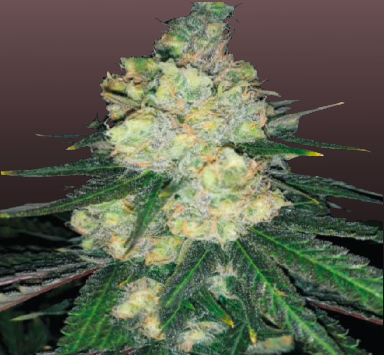 Gorilla Cookies Cannabis Samen - Genetik: Gorilla Glue x Girl Scout Cookies x Gorilla Glue