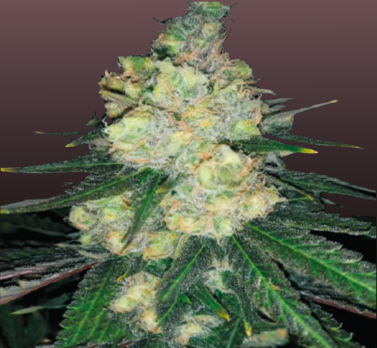 Gorilla Cookies Cannabis Samen - Genetik: Gorilla Glue x Girl Scout Cookies x Gorilla Glue