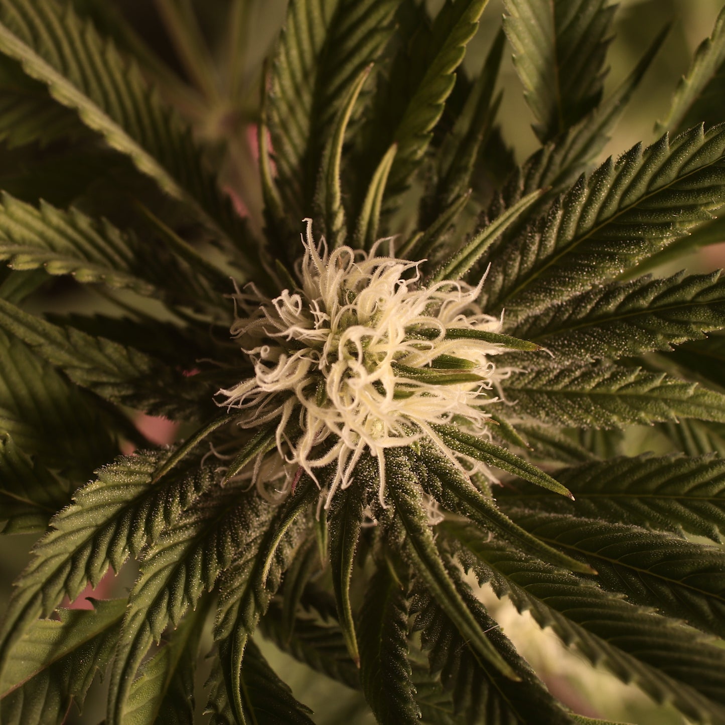 Black Lemon Cannabis Samen - Genetik: Black Domina x Lemon Haze