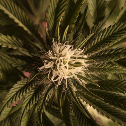 Black Lemon Cannabis Samen - Genetik: Black Domina x Lemon Haze