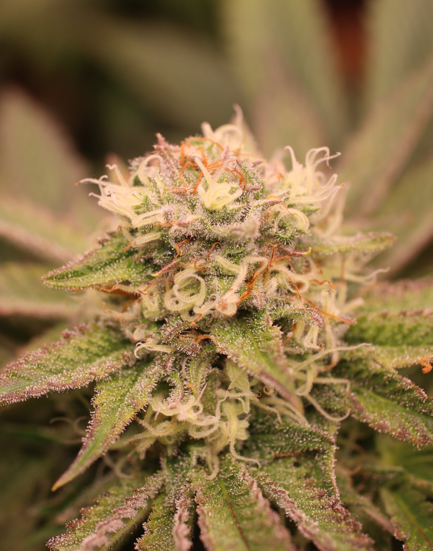Black Lemon Cannabis Samen - Genetik: Black Domina x Lemon Haze