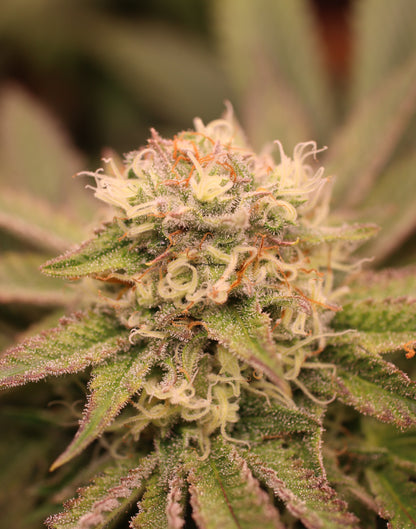 Black Lemon Cannabis Samen - Genetik: Black Domina x Lemon Haze