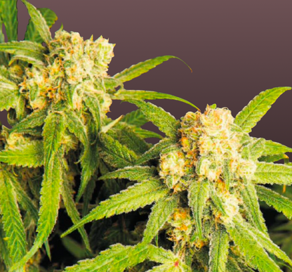 Northern Bud Cannabis Samen Automatic - Genetik: Northern Lights x Big Bud x Ruderalis