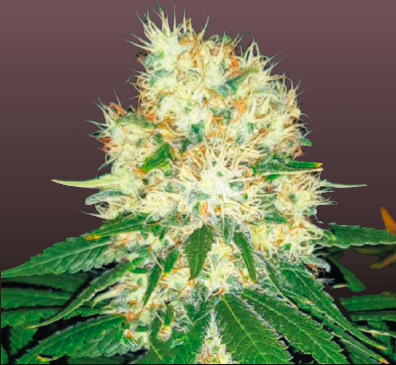 Zkittlez Cannabis Samen - Genetik: Grape Ape x Grape Fruit x Secret Strain