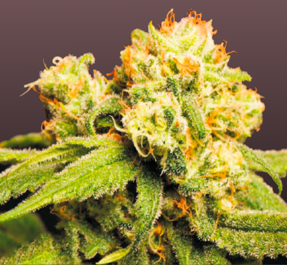 Cream Mandarine Cannabis Samen Automatic - Genetik: Auto Cream Caramel x Ice Cool x Ruderalis