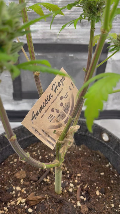 Amnesia Haze Cannabis Samen
