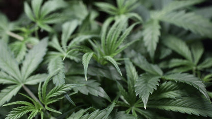 Amnesia Haze Cannabis Samen