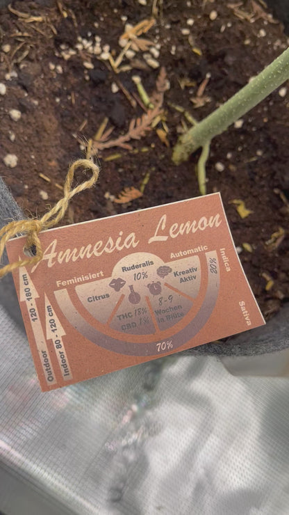 Amnesia Lemon Cannabis Samen Automatic - Genetik: Haze x Haze x Lemon Skunk x Ruderalis