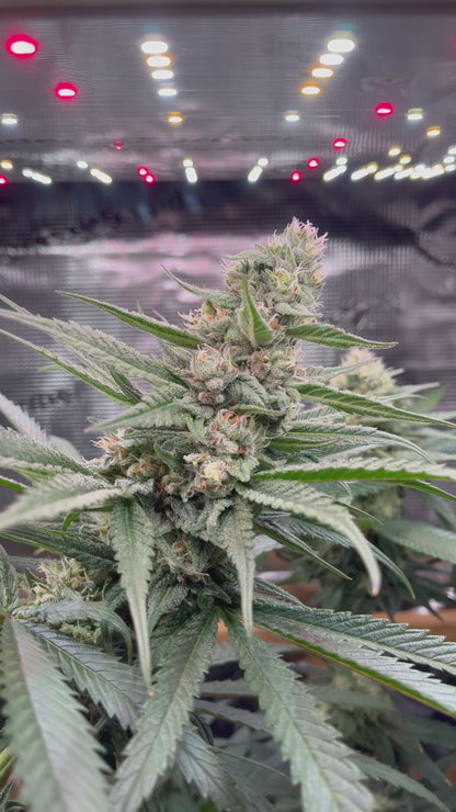 Gorilla Cookies Cannabis Samen - Genetik: Gorilla Glue x Girl Scout Cookies x Gorilla Glue