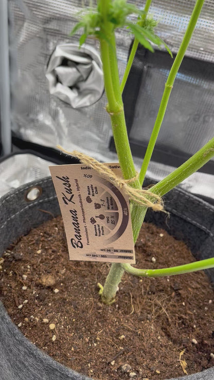 Banana Kush Cannabis Samen - Genetik: Ghost OG x Skunk Haze