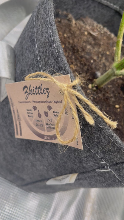 Zkittlez Cannabis Samen - Genetik: Grape Ape x Grape Fruit x Secret Strain